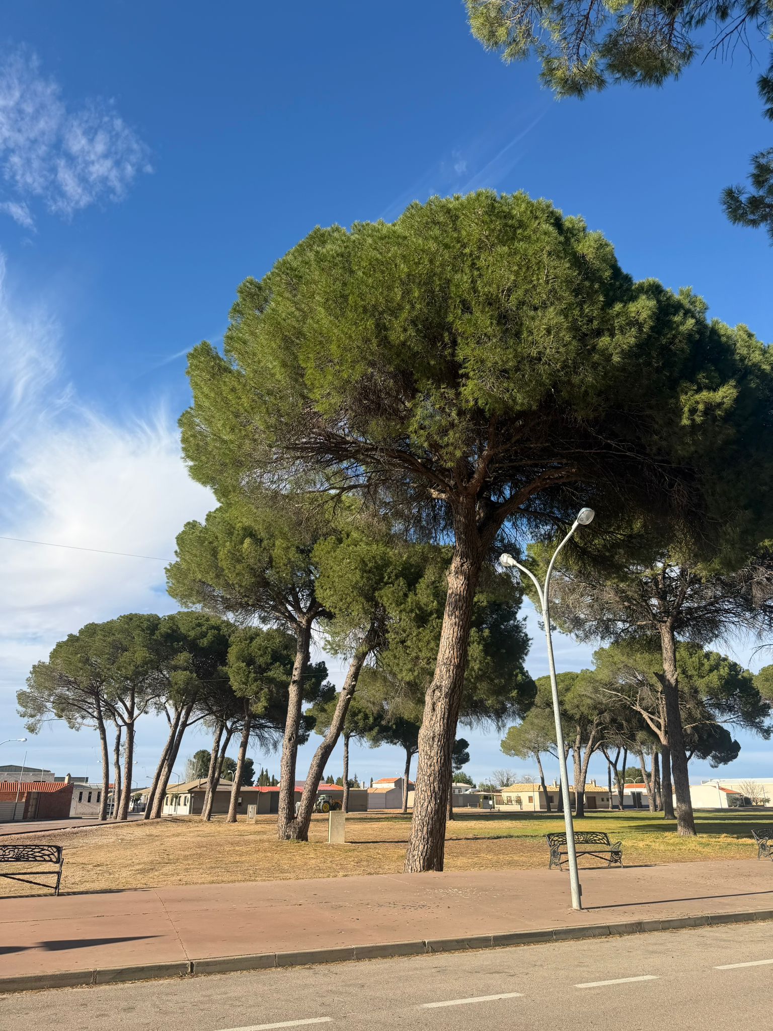 Pinares del entorno de Arenales de San Gregorio