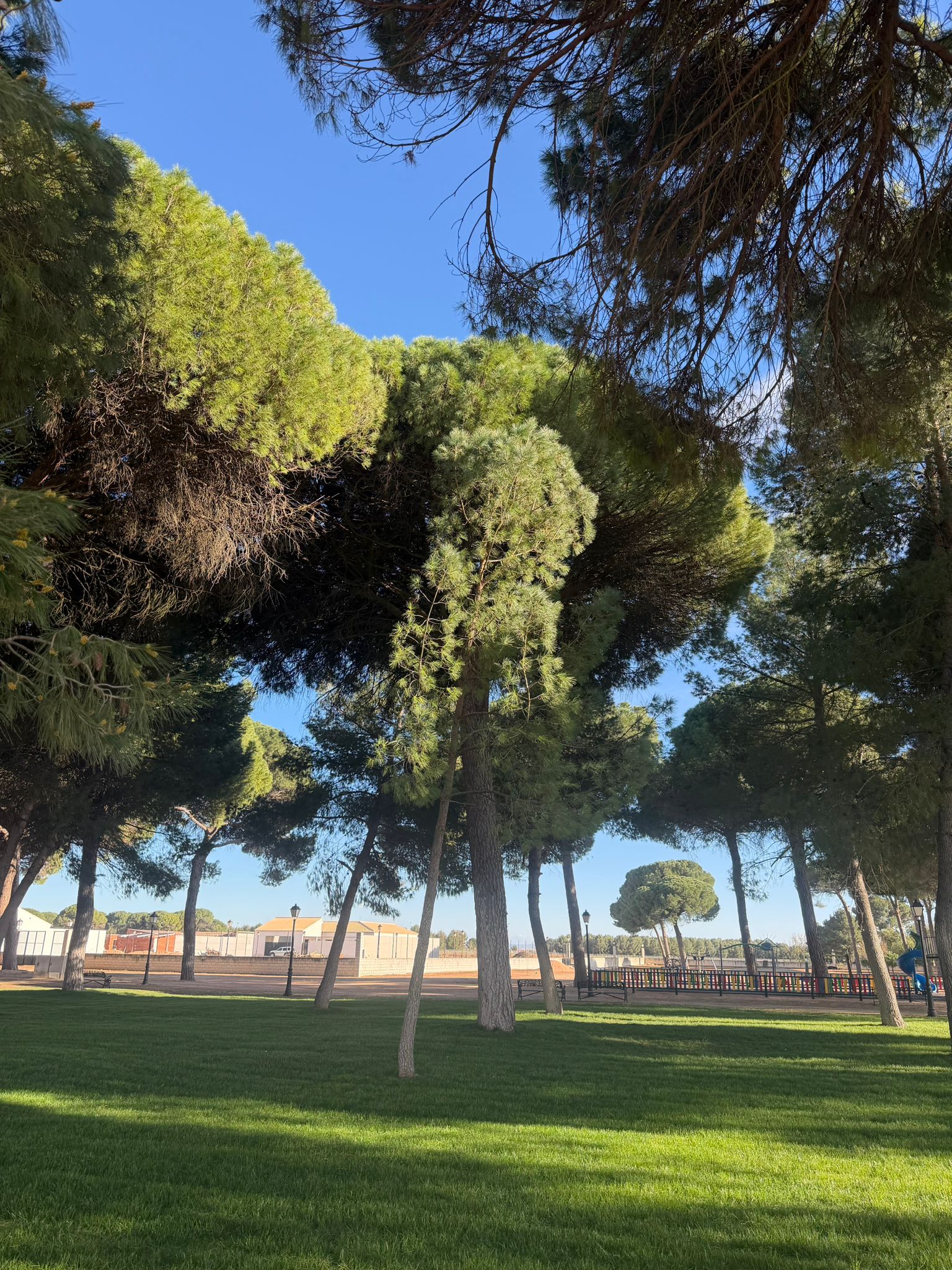 Entorno natural de pinares en La Mancha