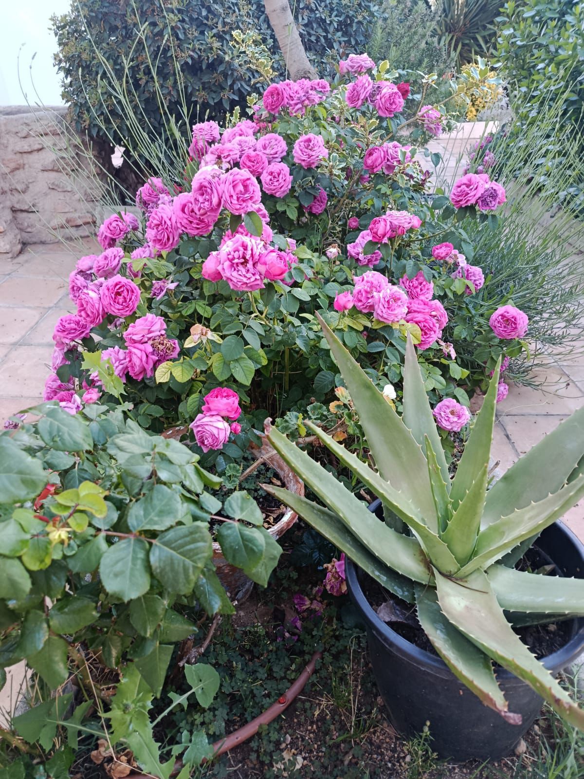 Flores del jardín de Casa Eufemia