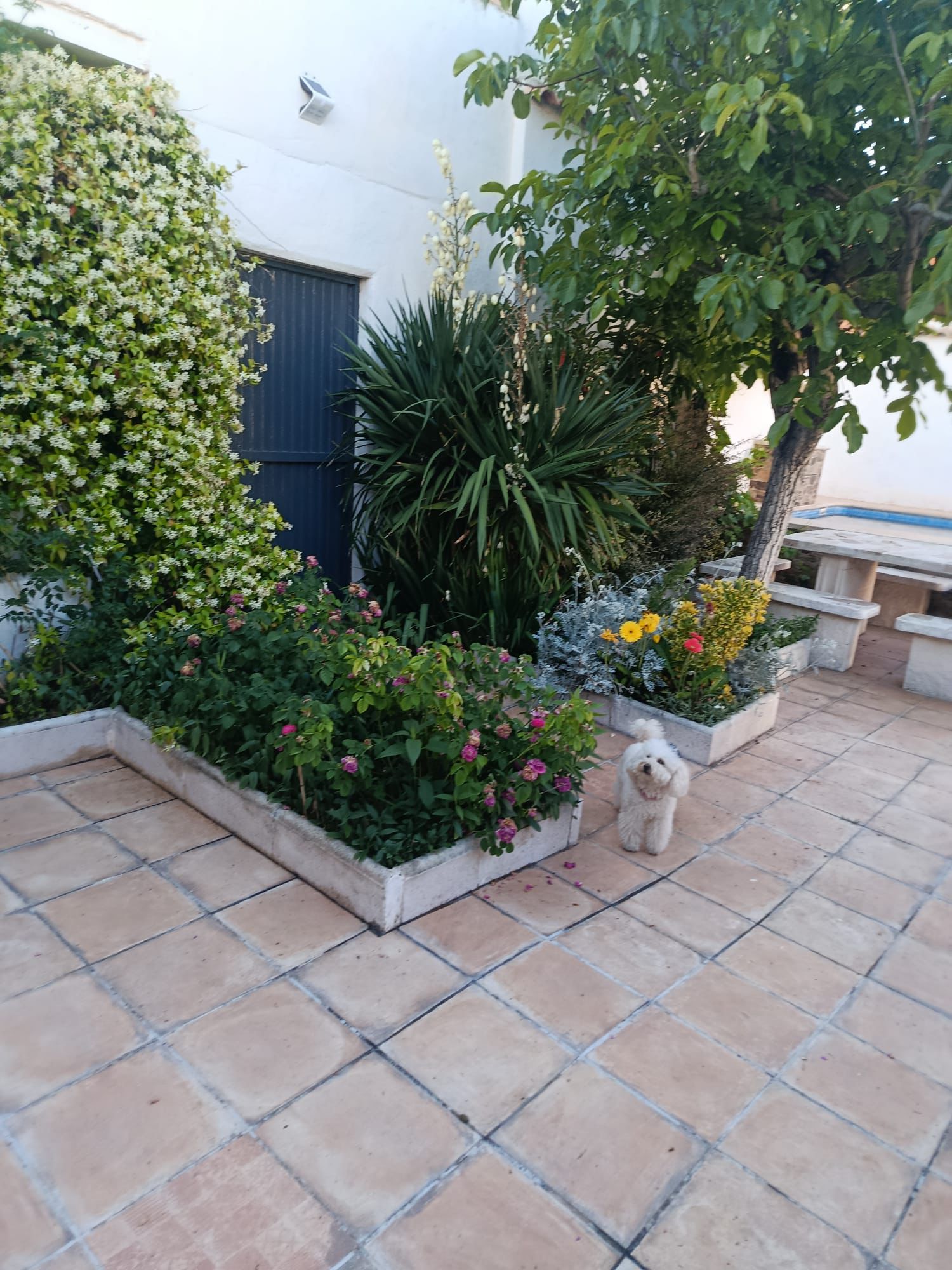 Jardín de Casa Eufemia con mascota