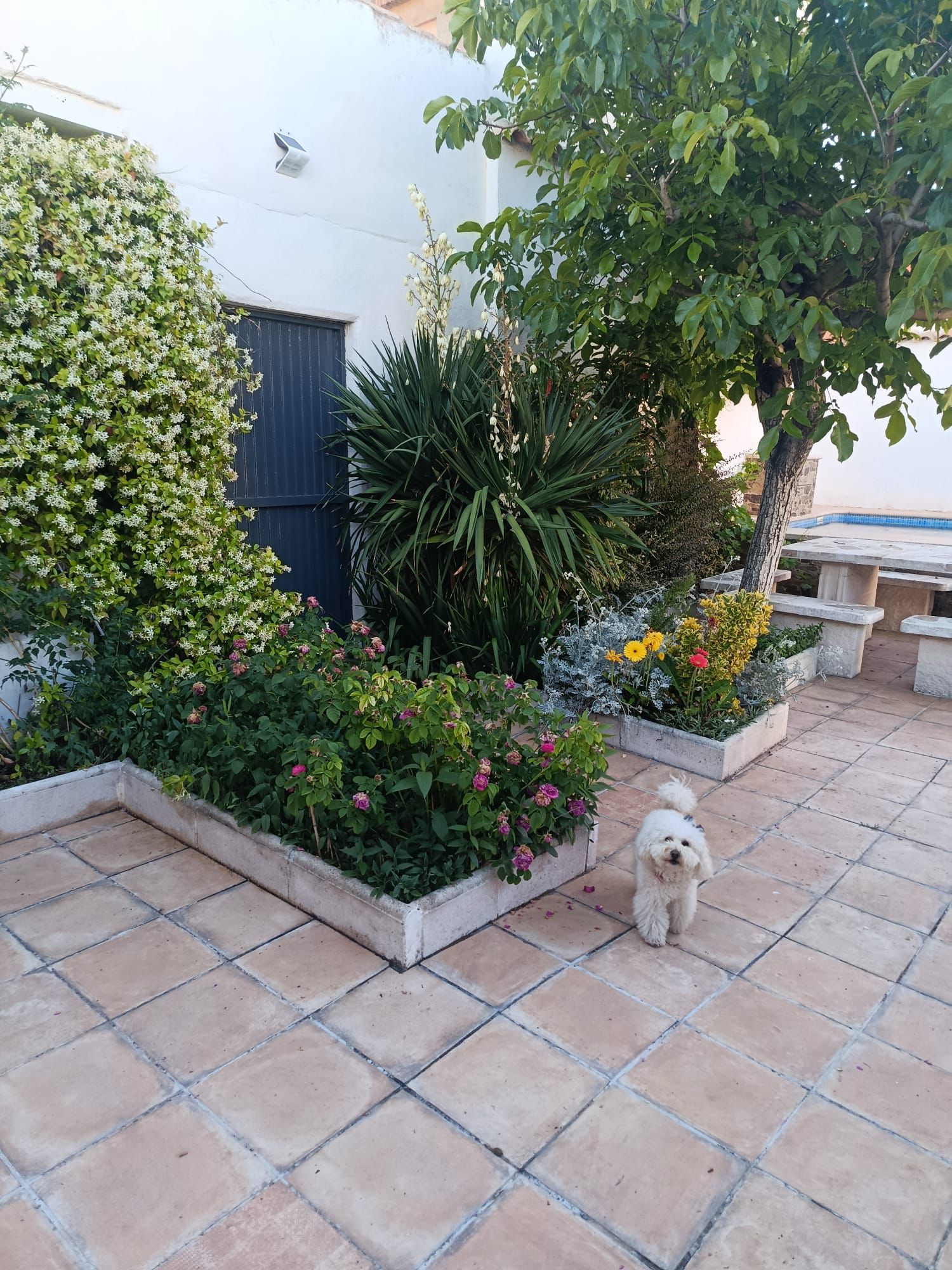 Rincón de jardín de Casa Eufemia con mascota