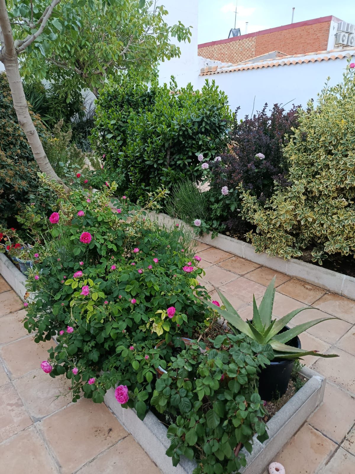 Rincón de plantas del jardín