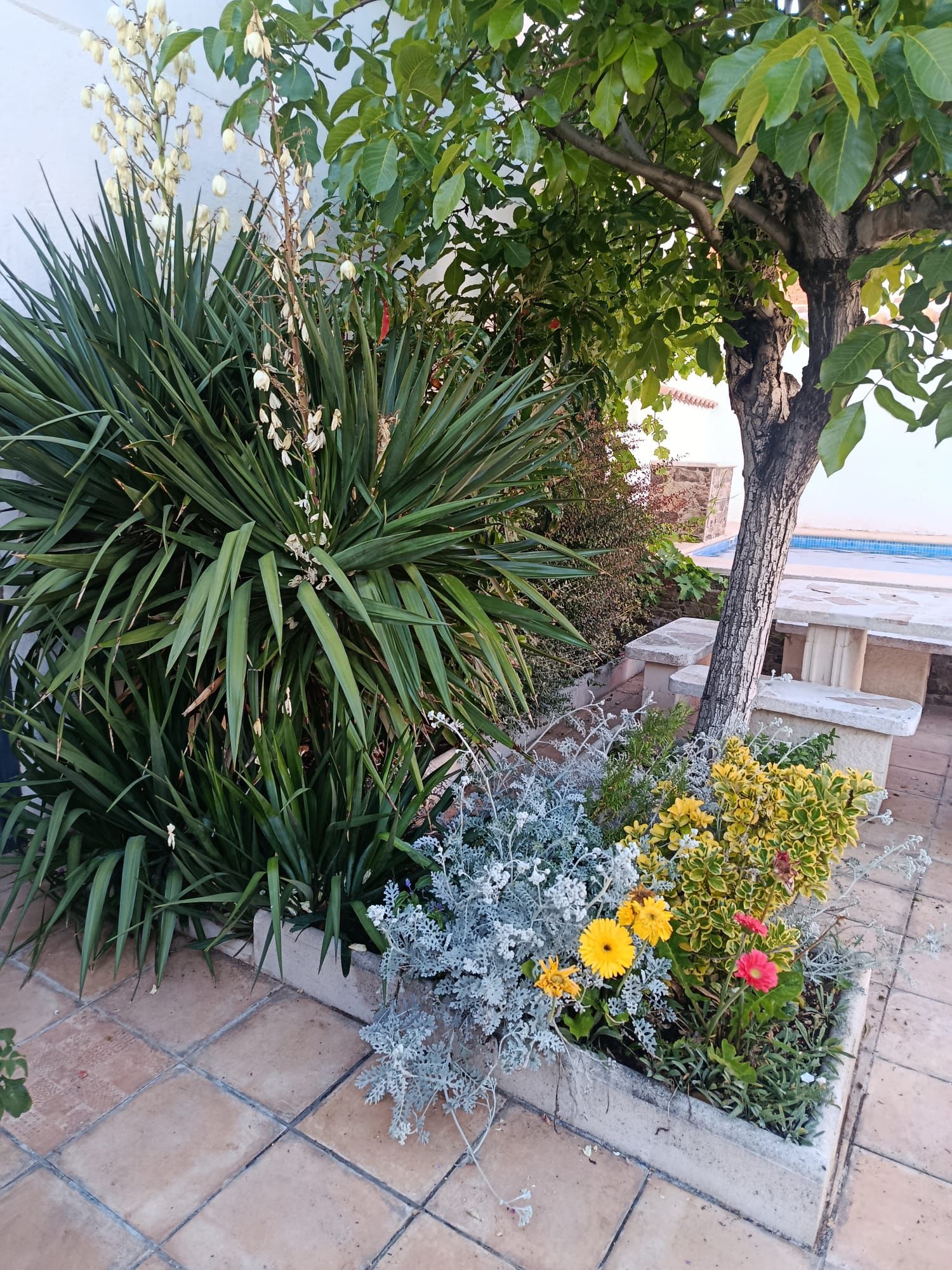 Plantas del jardín de Casa Eufemia