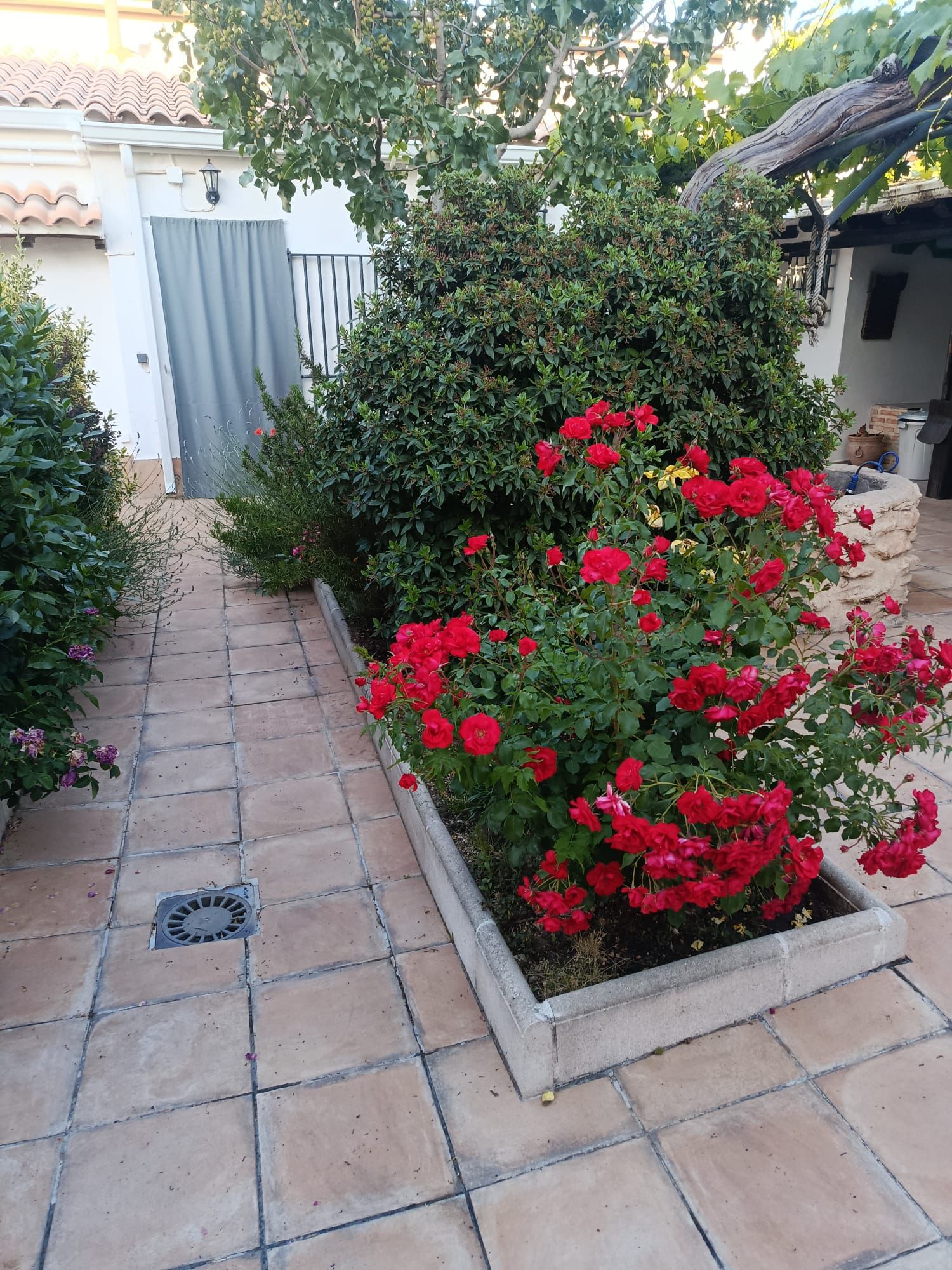 Rosales del jardín de Casa Eufemia