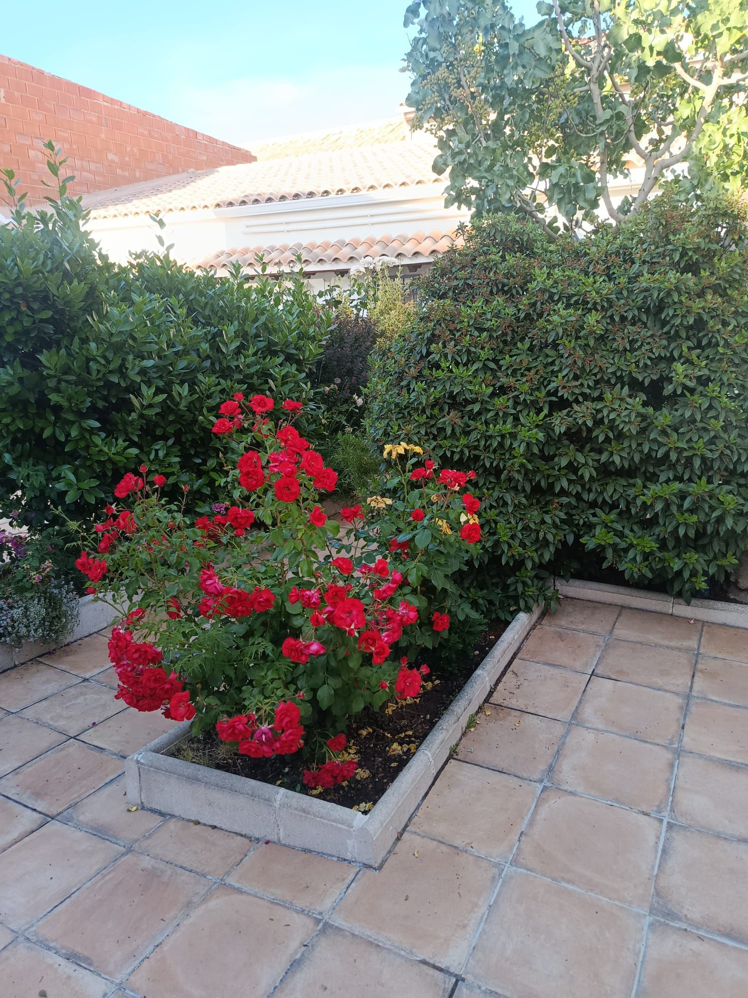 Rosales del jardín de Casa Eufemia