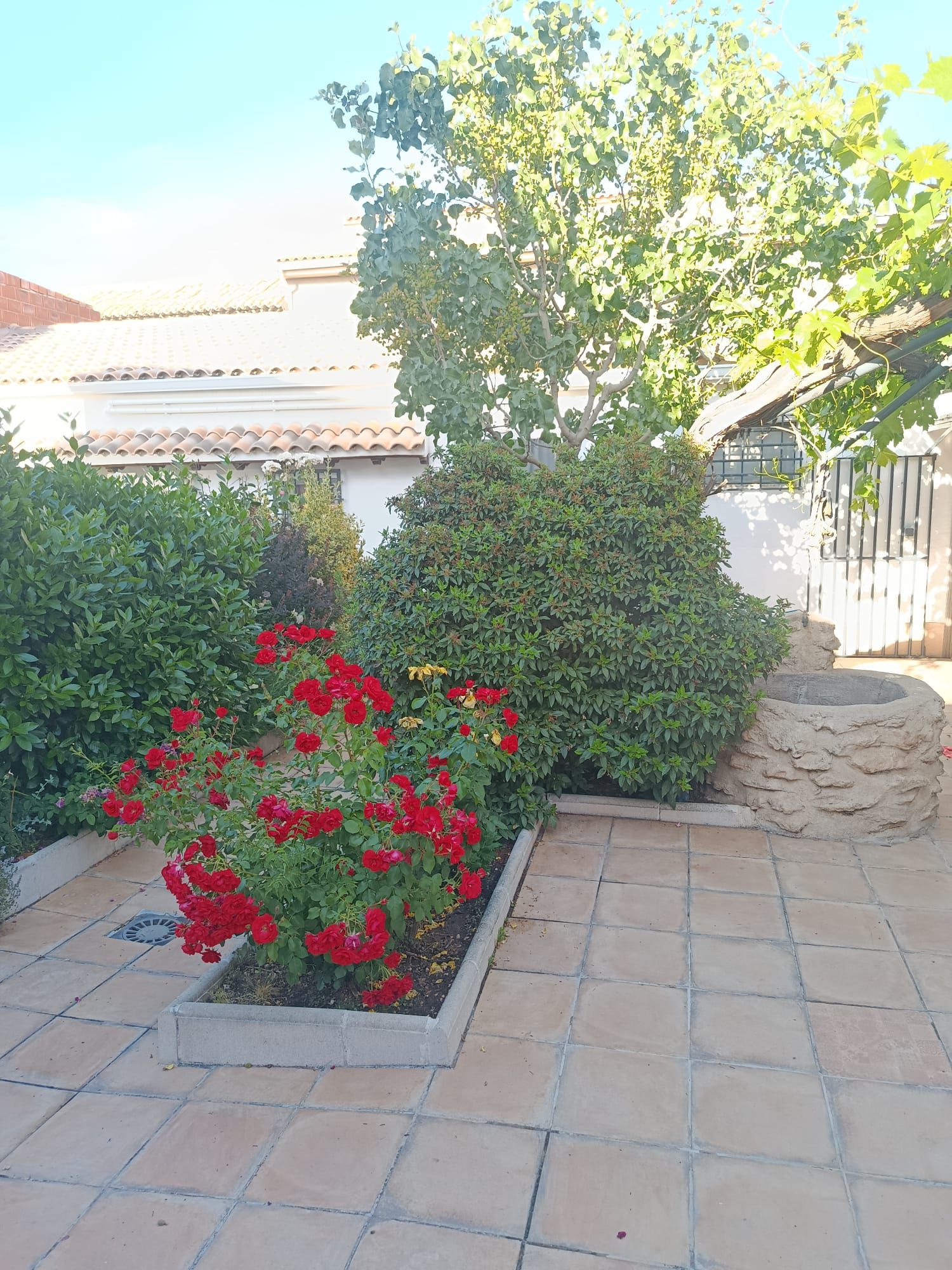 Rosales junto a la entrada del jardín