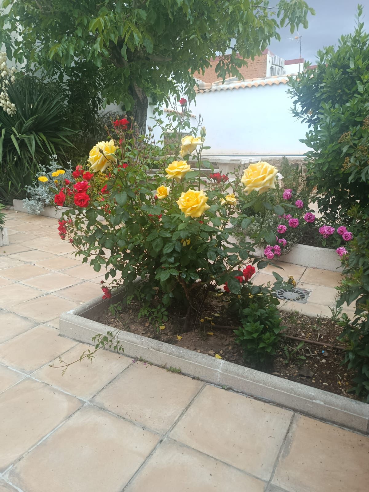 Rosales en el jardín de la casa rural