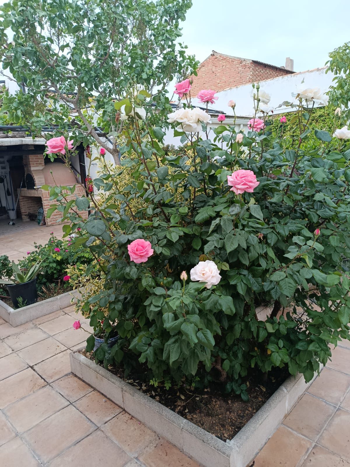 Detalle de rosas en el jardín