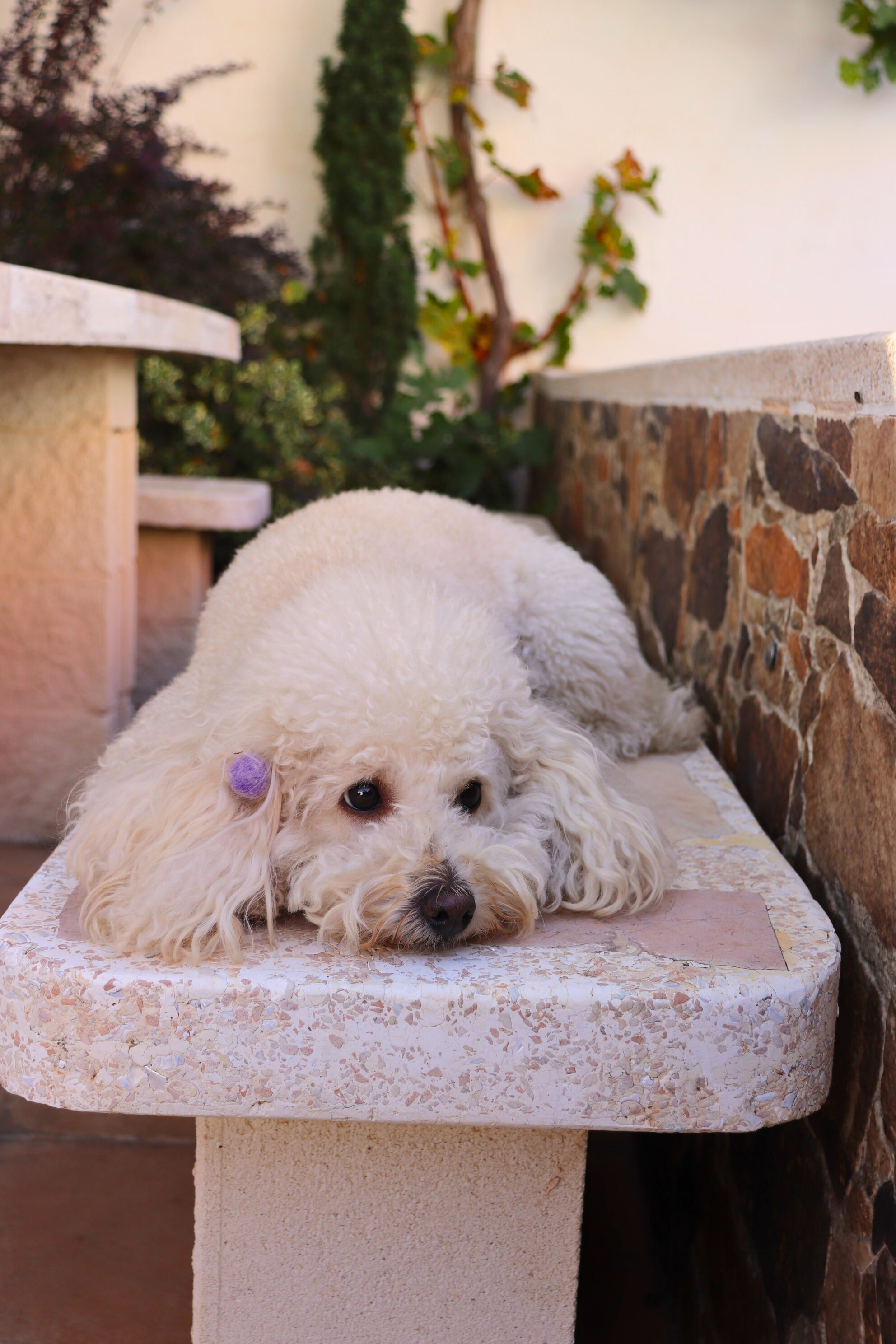 Mascota descansando en el patio de Casa Eufemia