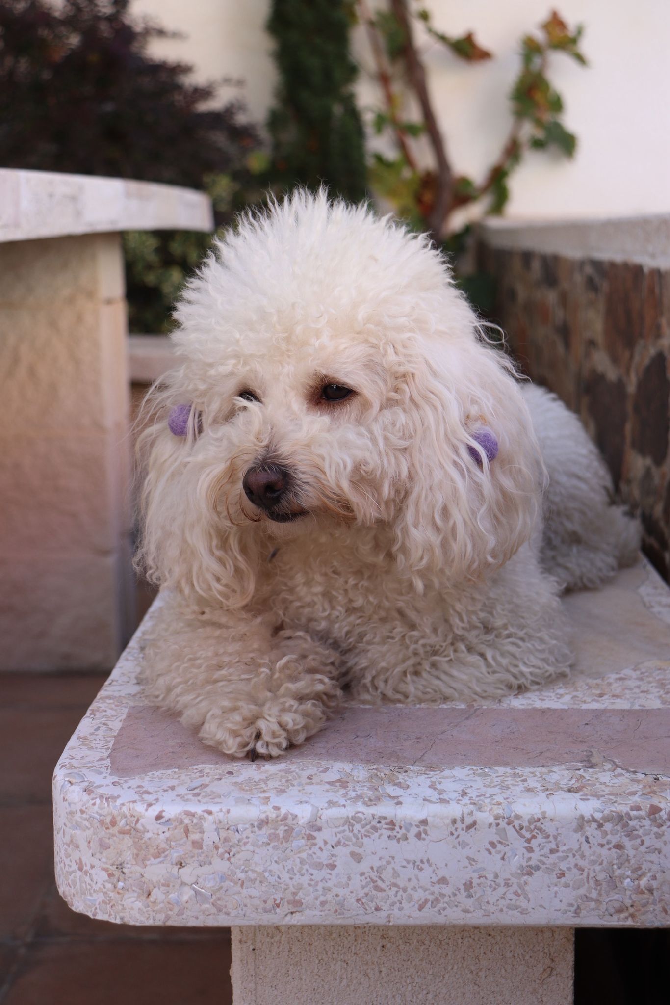 Perro en el patio de Casa Eufemia